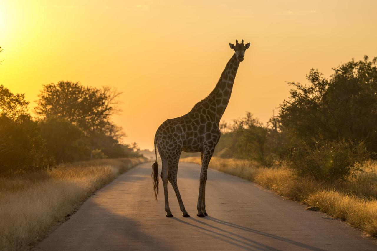 Lindiwe Safari Lodge Hoedspruit Exterior photo